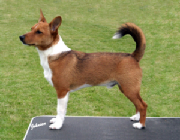 Plushcourt Fidalgo of Springflite 