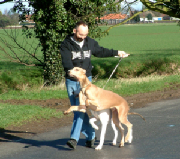 Puppy Walk