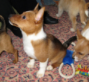 Plushcourt Fidalgo of Springflite 