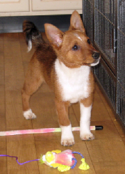 Plushcourt Fidalgo of Springflite 