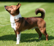 Plushcourt Fidalgo of Springflite 