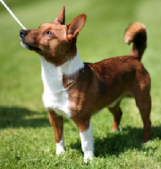 Plushcourt Fidalgo of Springflite 
