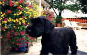 Springflite Blue Savannah